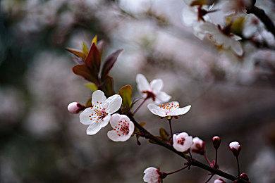 《刺客信条：英灵殿》狂猎庆典延长至12月9日